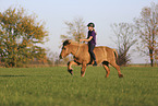 Icelandic horse