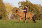 Icelandic horse