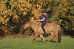 Icelandic horse