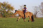 Icelandic horse