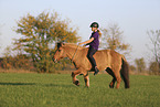 Icelandic horse