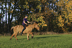 Icelandic horse