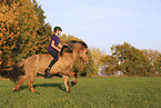 Icelandic horse