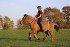 Icelandic horse