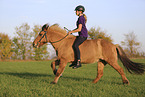 Icelandic horse