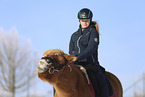 Icelandic horse