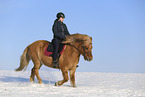 Icelandic horse