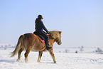 Icelandic horse