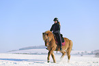 Icelandic horse