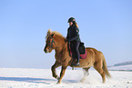Icelandic horse
