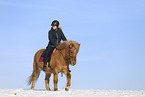 Icelandic horse