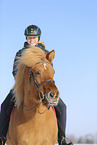 Icelandic horse