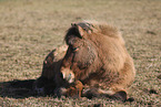 Icelandic horse