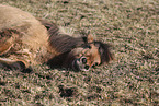 Icelandic horse