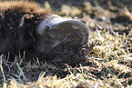 Icelandic horse