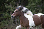 Icelandic Horse