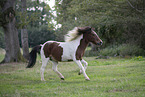 Icelandic Horse