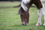 Icelandic Horse