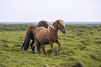 Icelandic horses