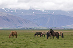 Icelandic horses