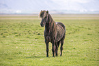 Icelandic horse