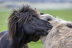 Icelandic horses