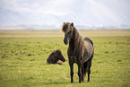 Icelandic horses