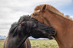 Icelandic horses
