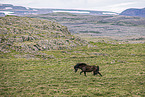 Icelandic horse