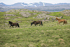 Icelandic horses