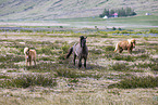 Icelandic horses