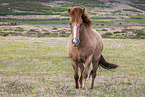 Icelandic horse