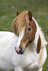 Icelandic horse