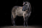 Icelandic horse