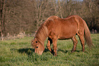 Icelandic horse