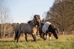 Icelandic horses