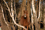 Icelandic horse