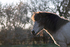 Icelandic horse