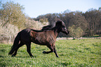 Icelandic horse