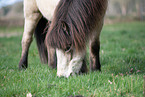 Icelandic horse