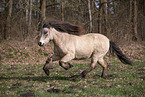 Icelandic horse