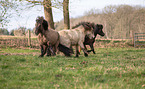 Icelandic horse