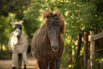 Icelandic horses