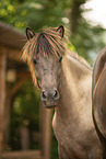 Icelandic horses
