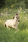 Icelandic horse foal