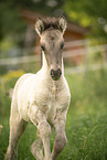 Icelandic horse foal