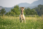 Icelandic horse foal