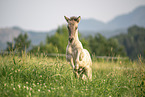 Icelandic horse foal