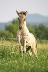 Icelandic horse foal