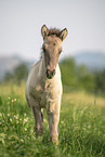 Icelandic horse foal